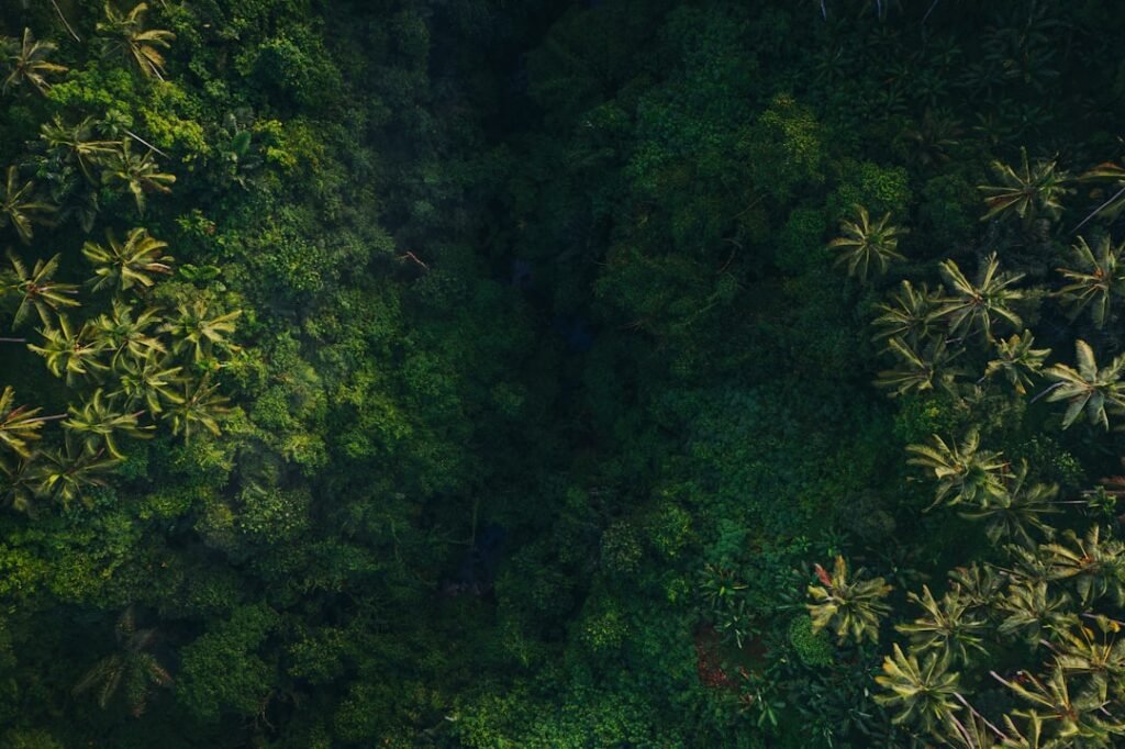 Kawasan hutan hijau dari udara untuk artikel penertiban kawasan hutan