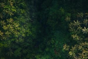 Kawasan hutan hijau dari udara untuk artikel penertiban kawasan hutan
